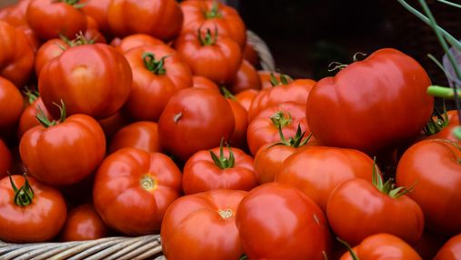 Можно ли есть помидоры каждый день: объяснение нутрициологов