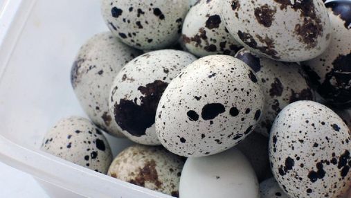 Чим перепелині яйця відрізняються від курячих: склад, калорійність, корисні властивості 