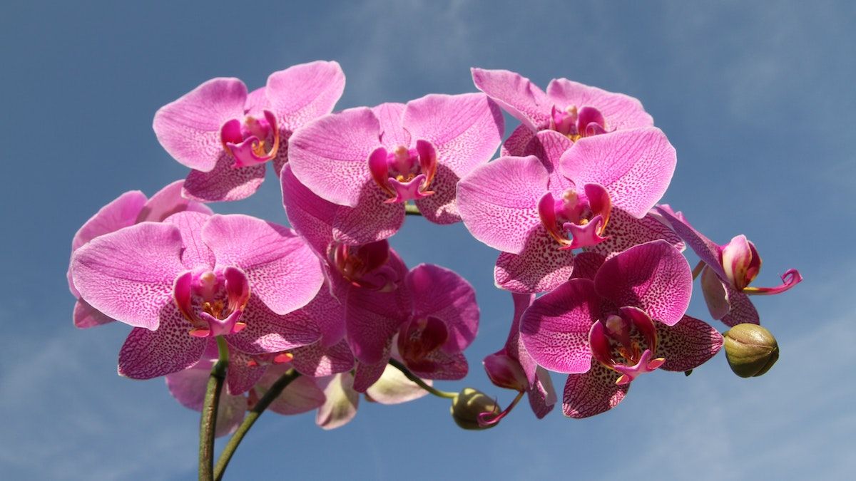 Что не делать с орхидеей