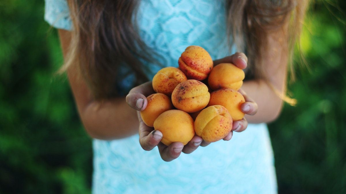 Чем полезны абрикосы