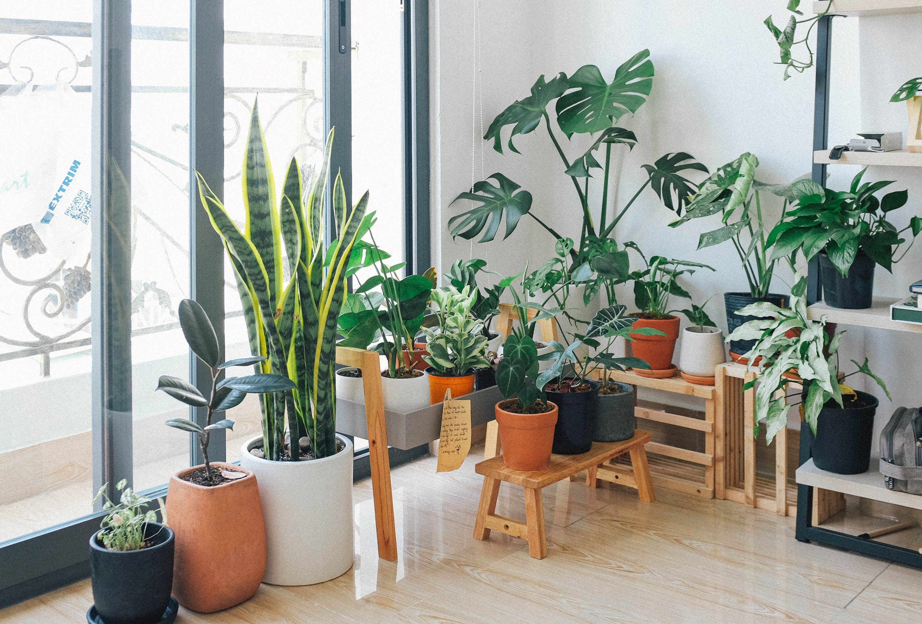 Кімнатні рослини можуть бути корисними