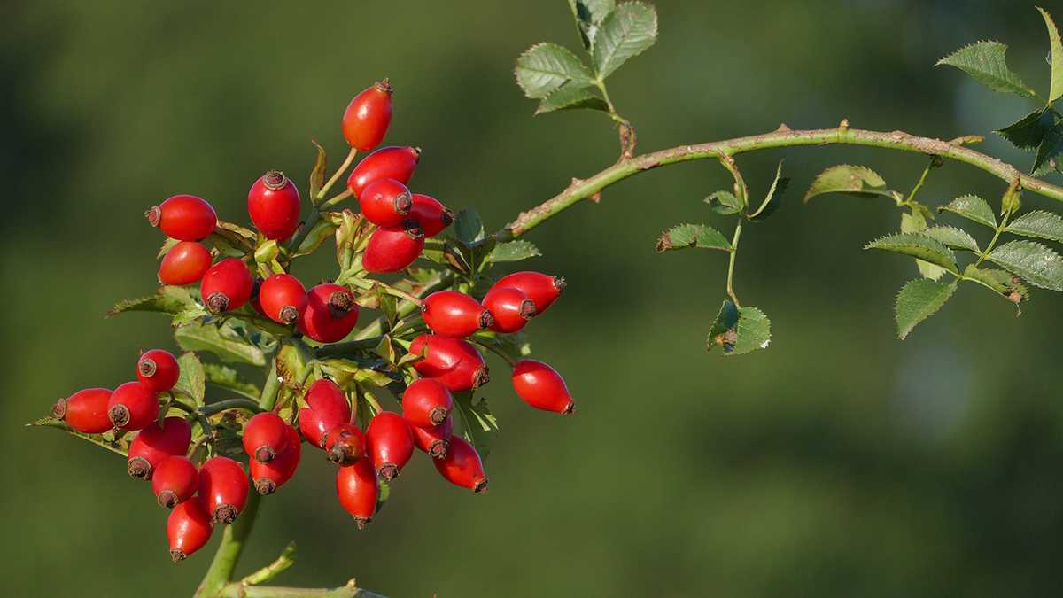 Польза шиповника – почему его надо есть, что он содержит в себе - Полезно