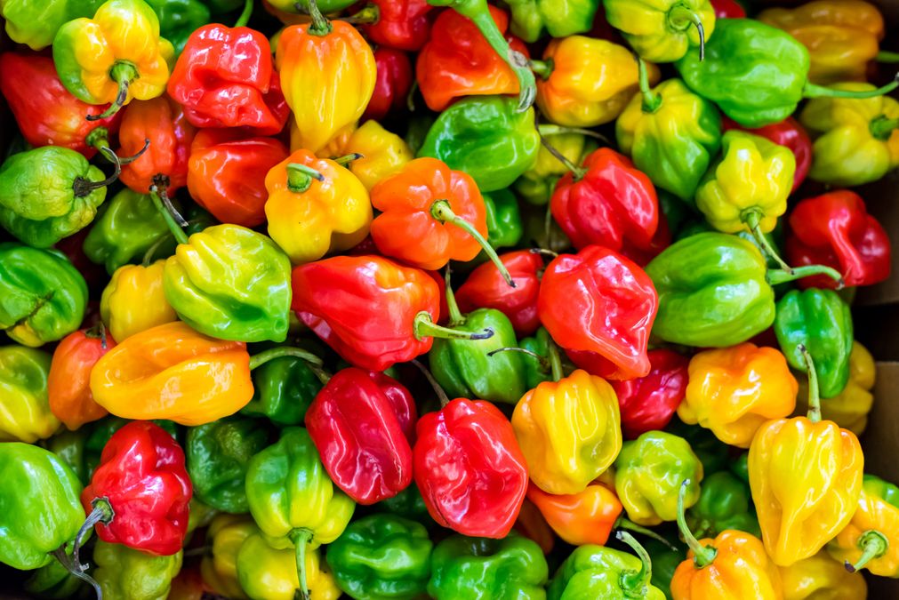 Перец болгарский попугай. Перец Capsicum annuum. Болгарский перец Чили. Перец сладкий Рамирес. Болгарский сладкий перец.