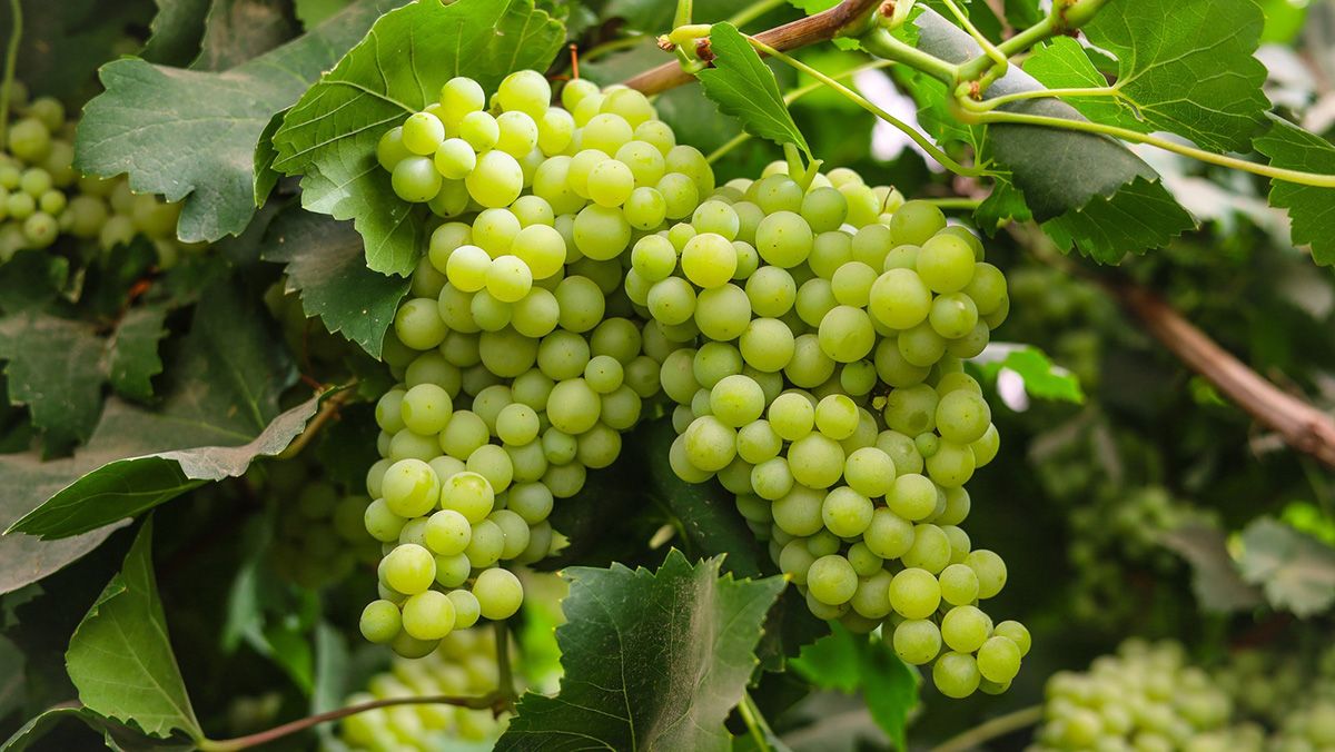 Що треба знати про користь винограду