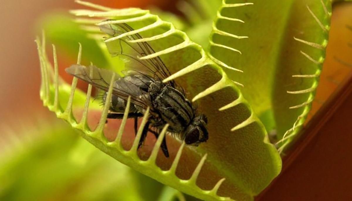 Какие растения отпугивают насекомых