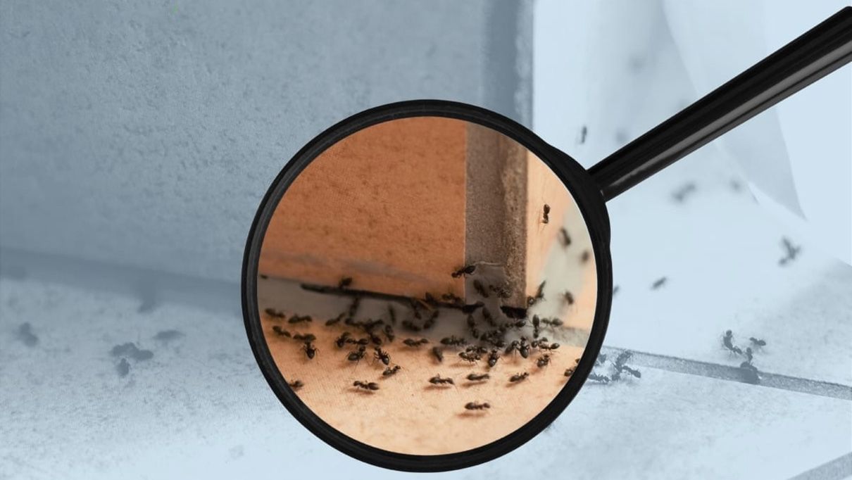 Как вывести муравьев из дома