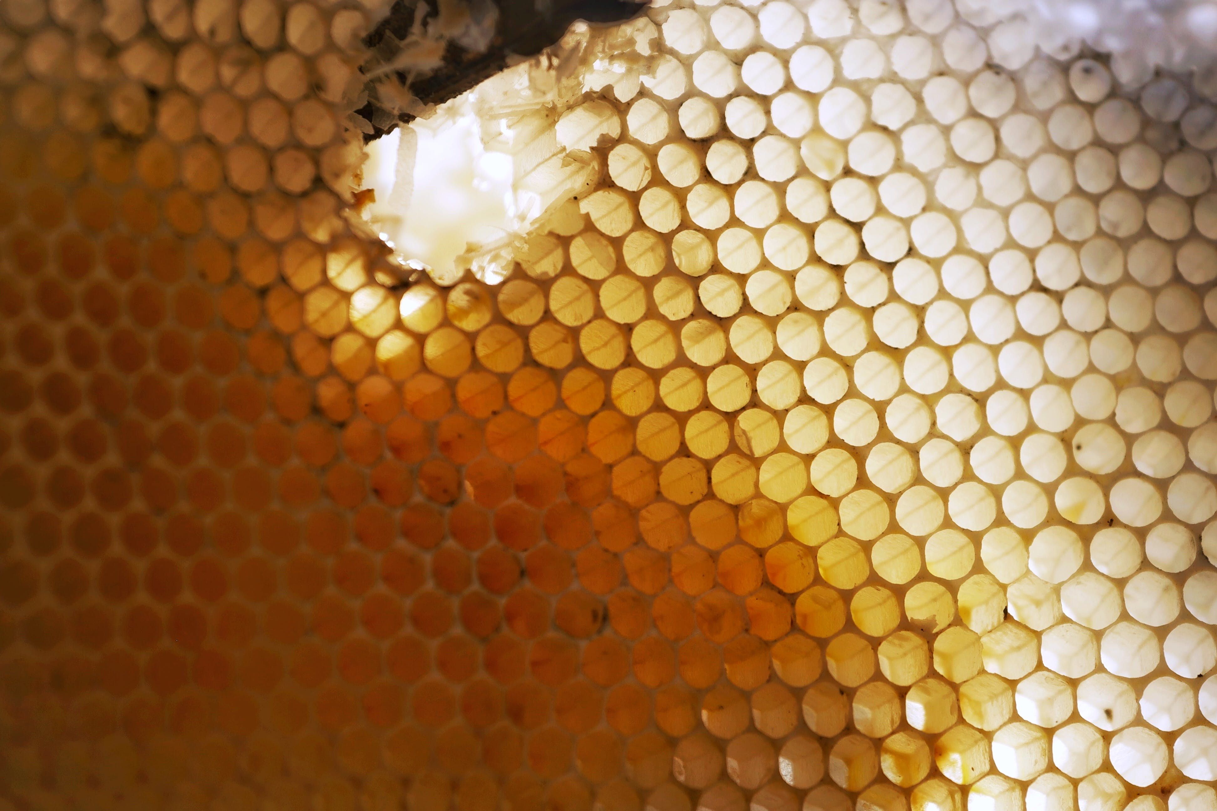 Пчелиный воск может быть полезен