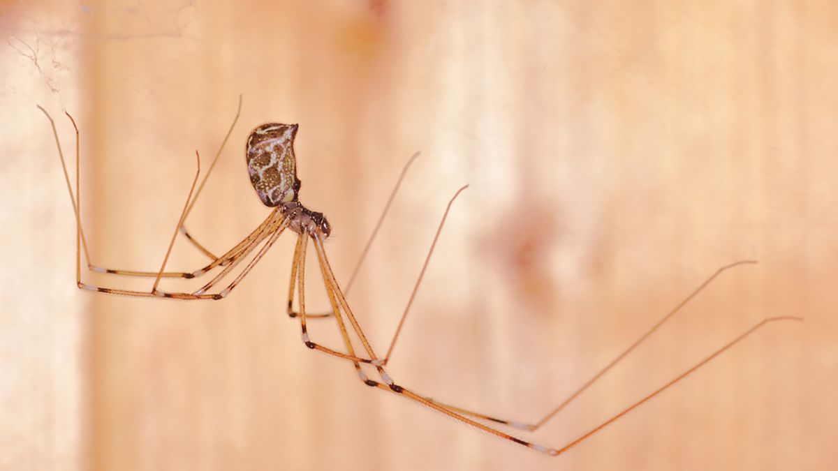 Домашних пауков можно легко избавиться