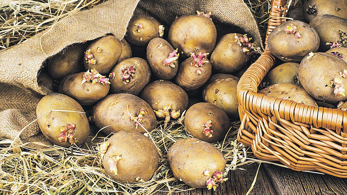 Який фрукт допоможе картоплі не проростати